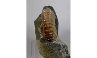 Acanthohoplites nolani