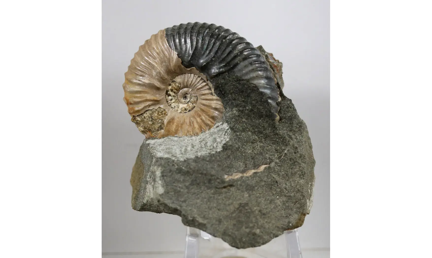 Acanthohoplites nolani
