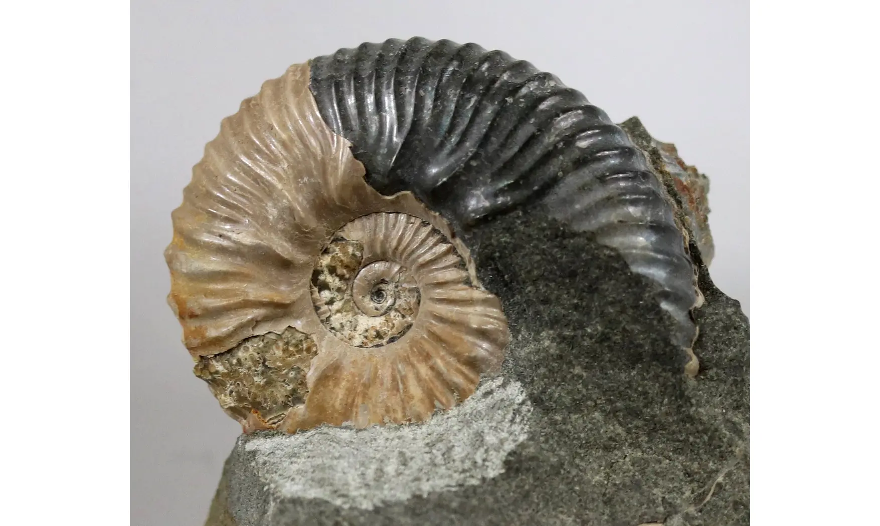 Acanthohoplites nolani