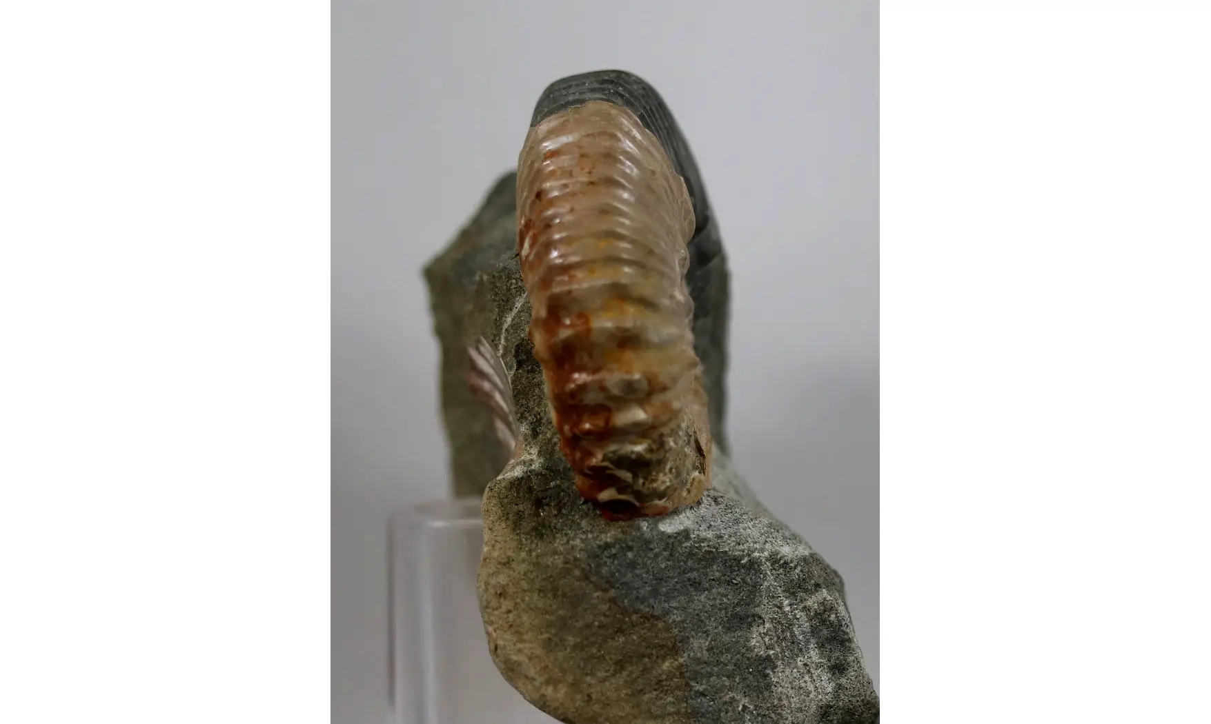 Acanthohoplites nolani