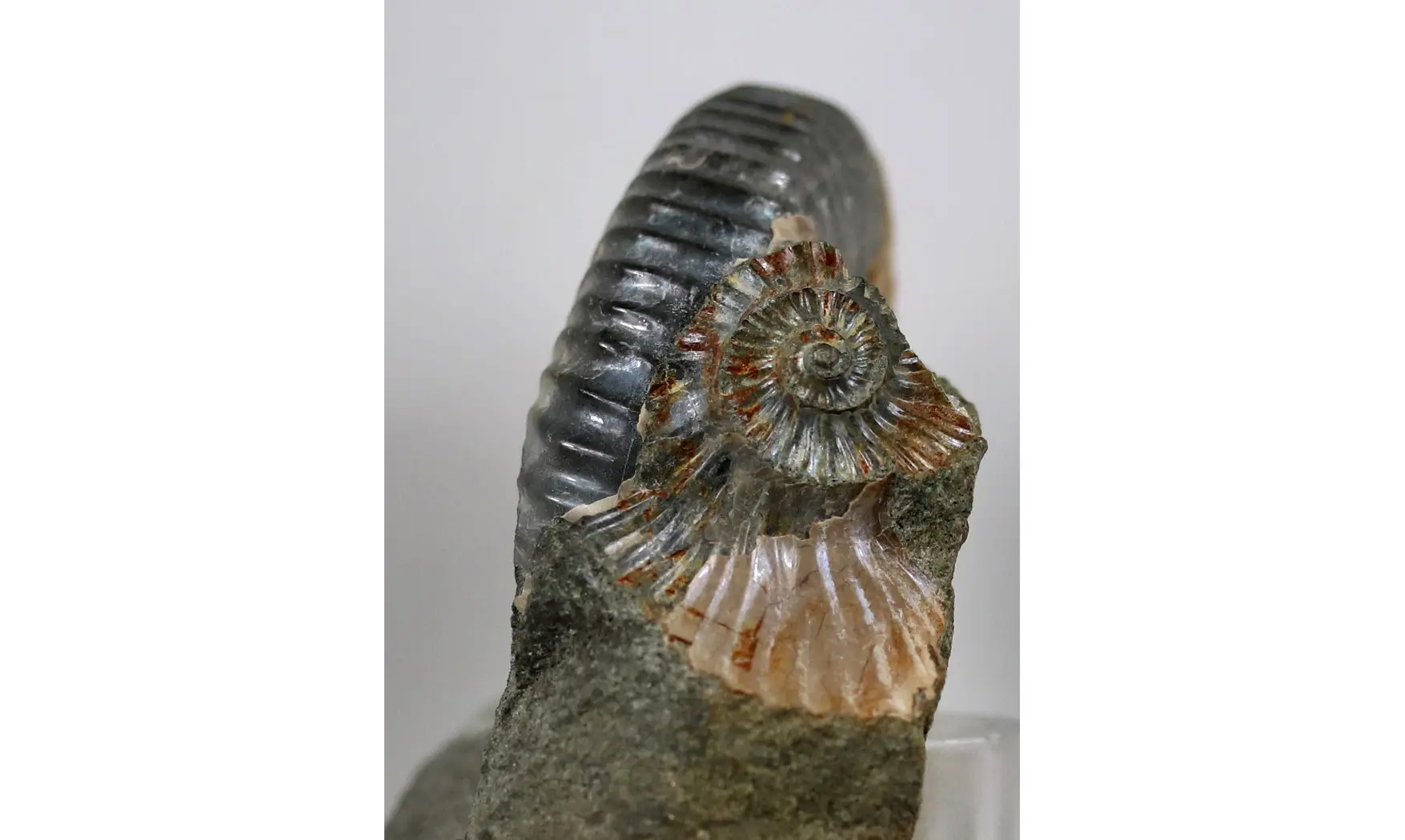 Acanthohoplites nolani