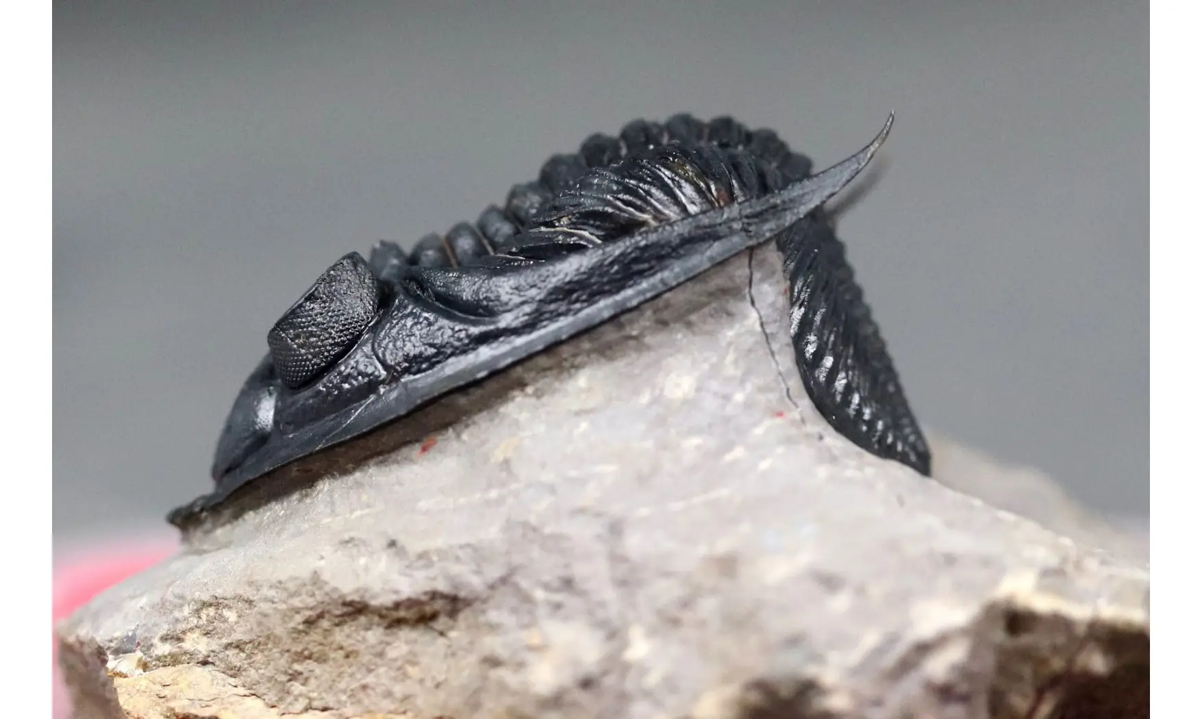 Zlichovaspis rugosa