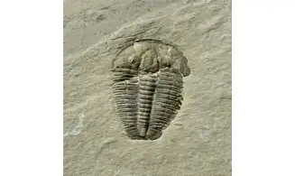 Elrathia kingi