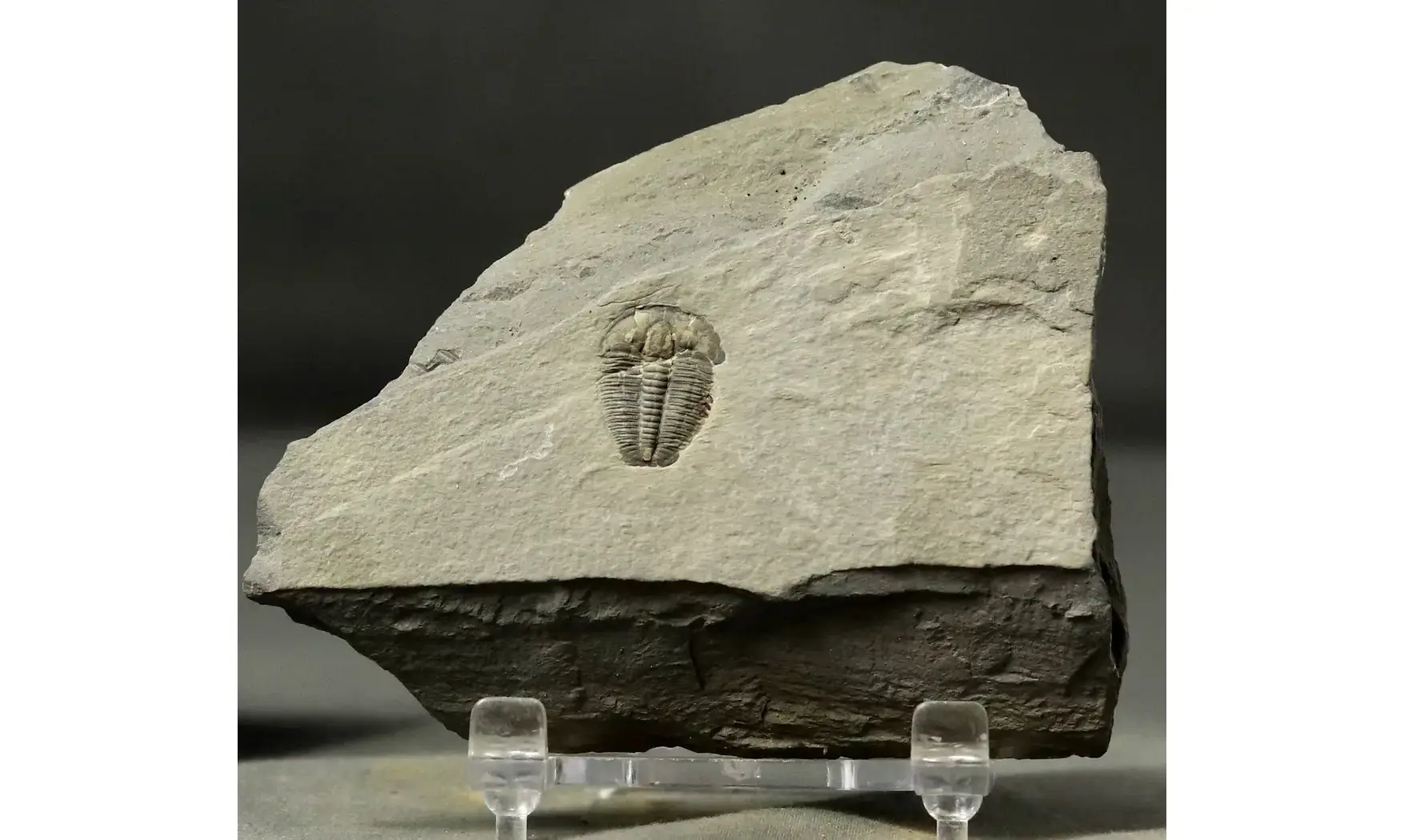Elrathia kingi