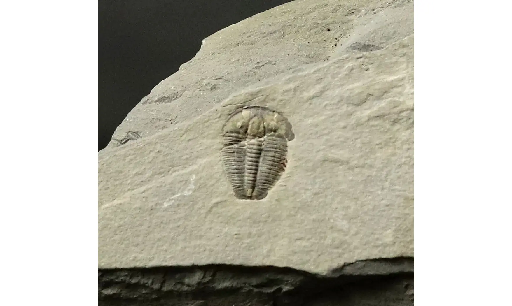 Elrathia kingi