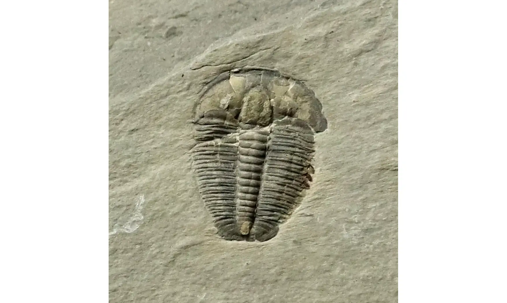 Elrathia kingi