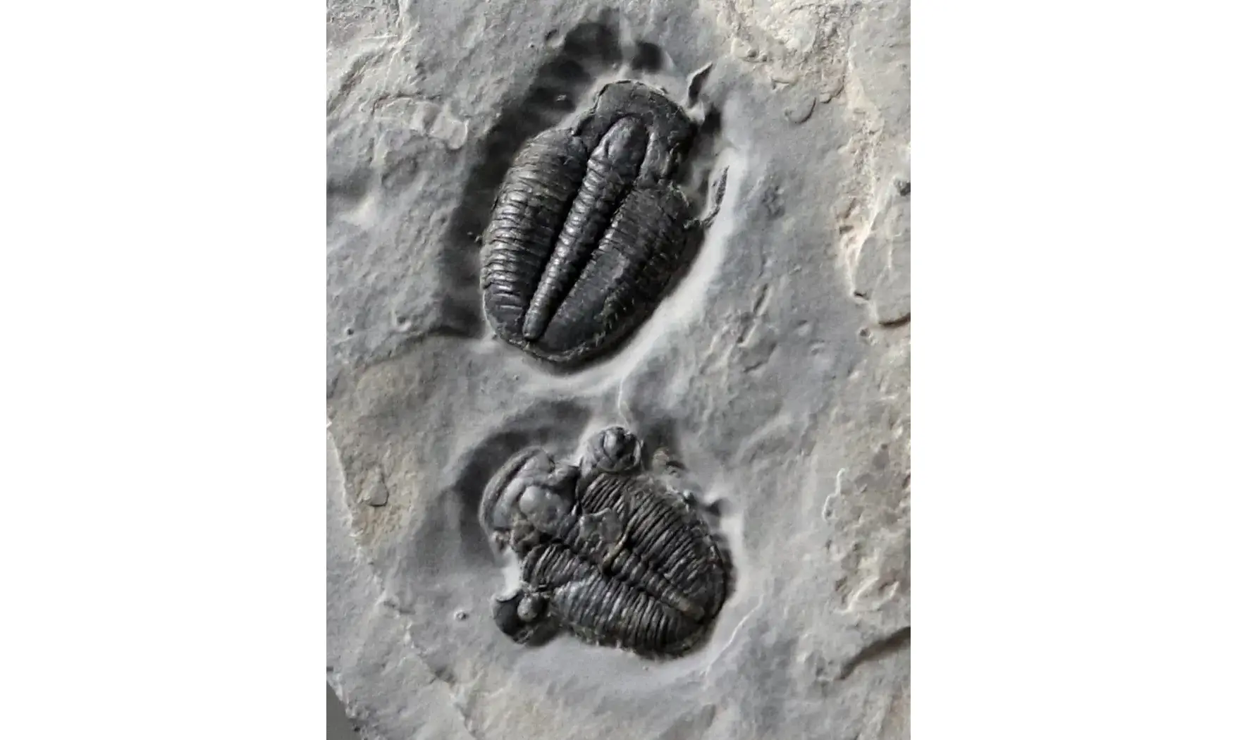 Elrathia kingi