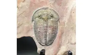 Elrathia kingi