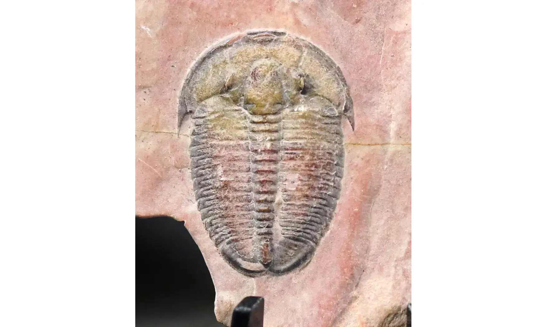 Elrathia kingi
