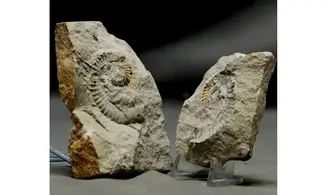 Leptoceras brunneri