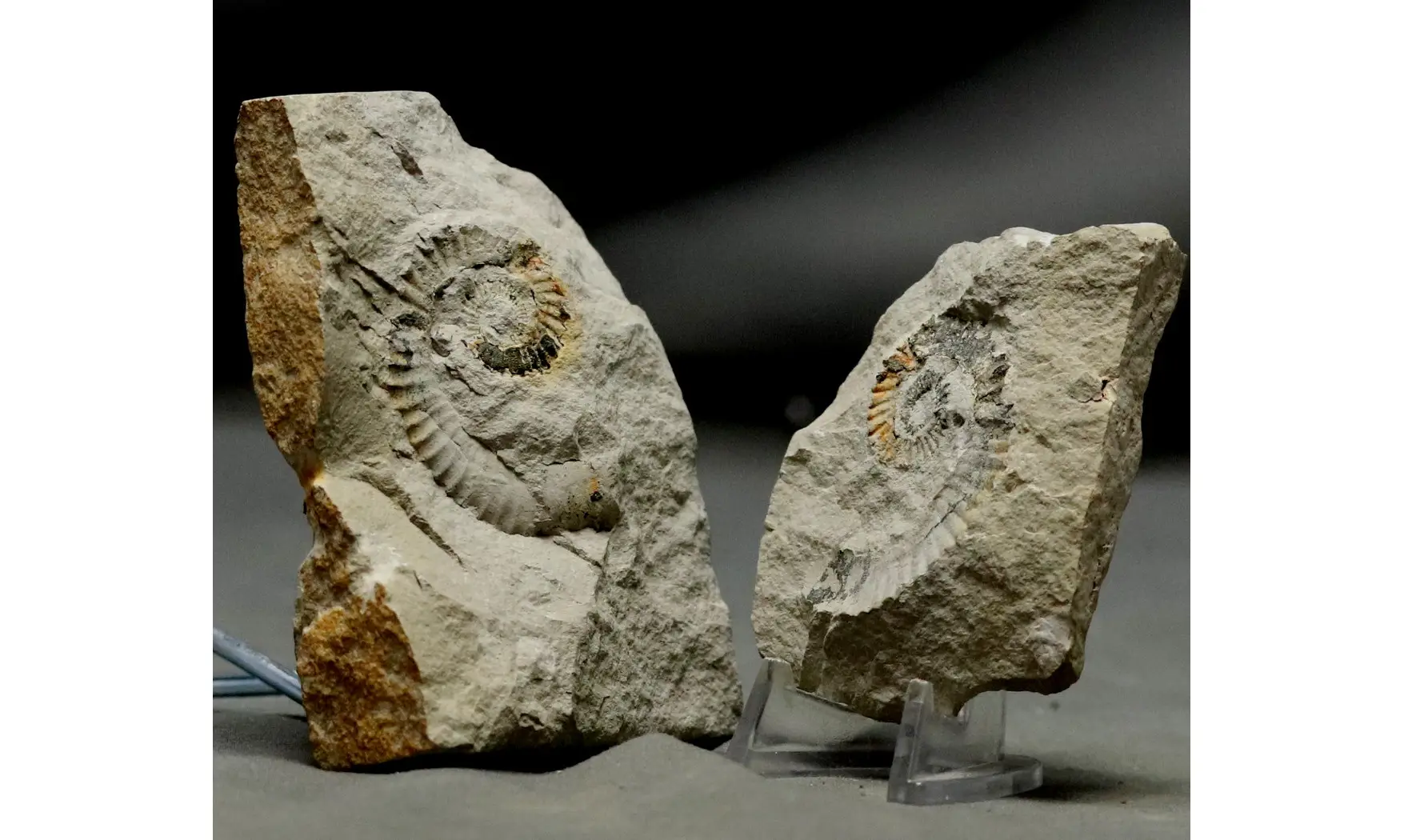 Leptoceras brunneri