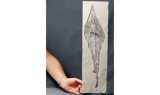 Rhinobatos maronita