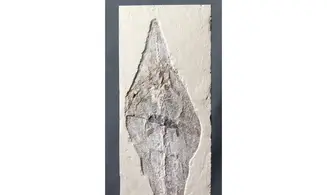 Rhinobatos maronita