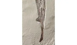 Rhinobatos maronita
