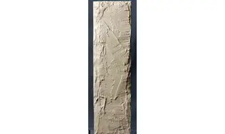 Rhinobatos maronita