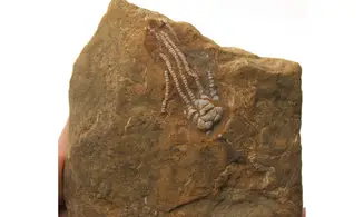 CYMBIOCRINUS DACTYLUS