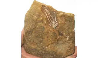 CYMBIOCRINUS DACTYLUS