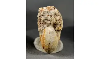 Phlycticeras pustulatum