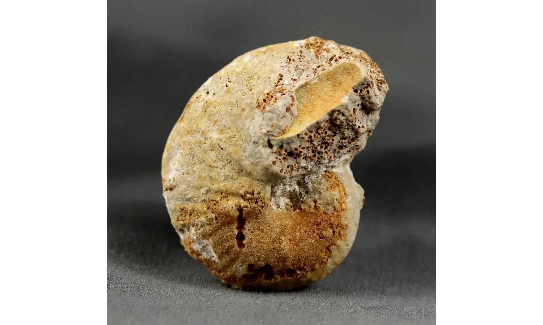 Phlycticeras pustulatum