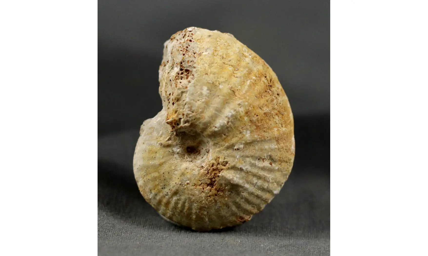 Phlycticeras pustulatum