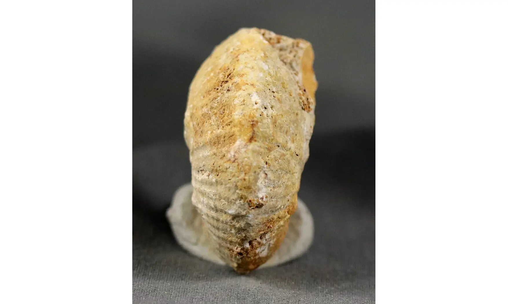 Phlycticeras pustulatum
