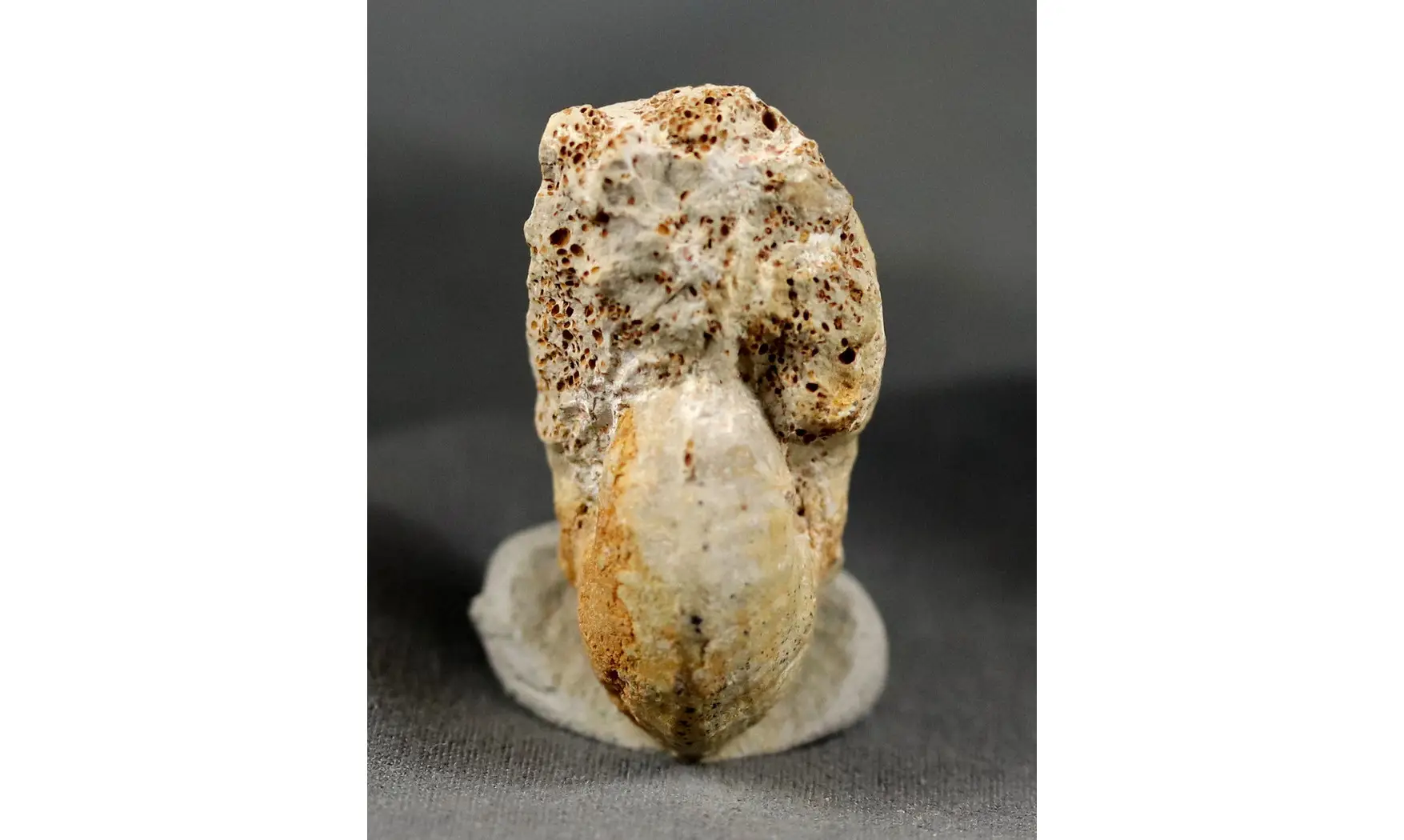 Phlycticeras pustulatum