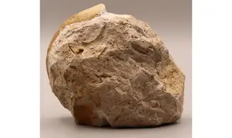 Sublunuloceras virguloides