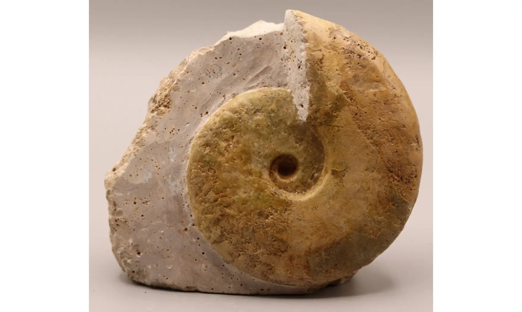 Sublunuloceras virguloides