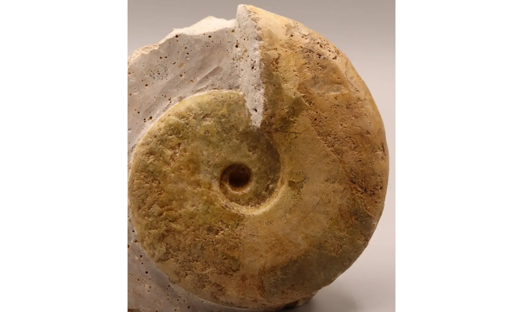 Sublunuloceras virguloides