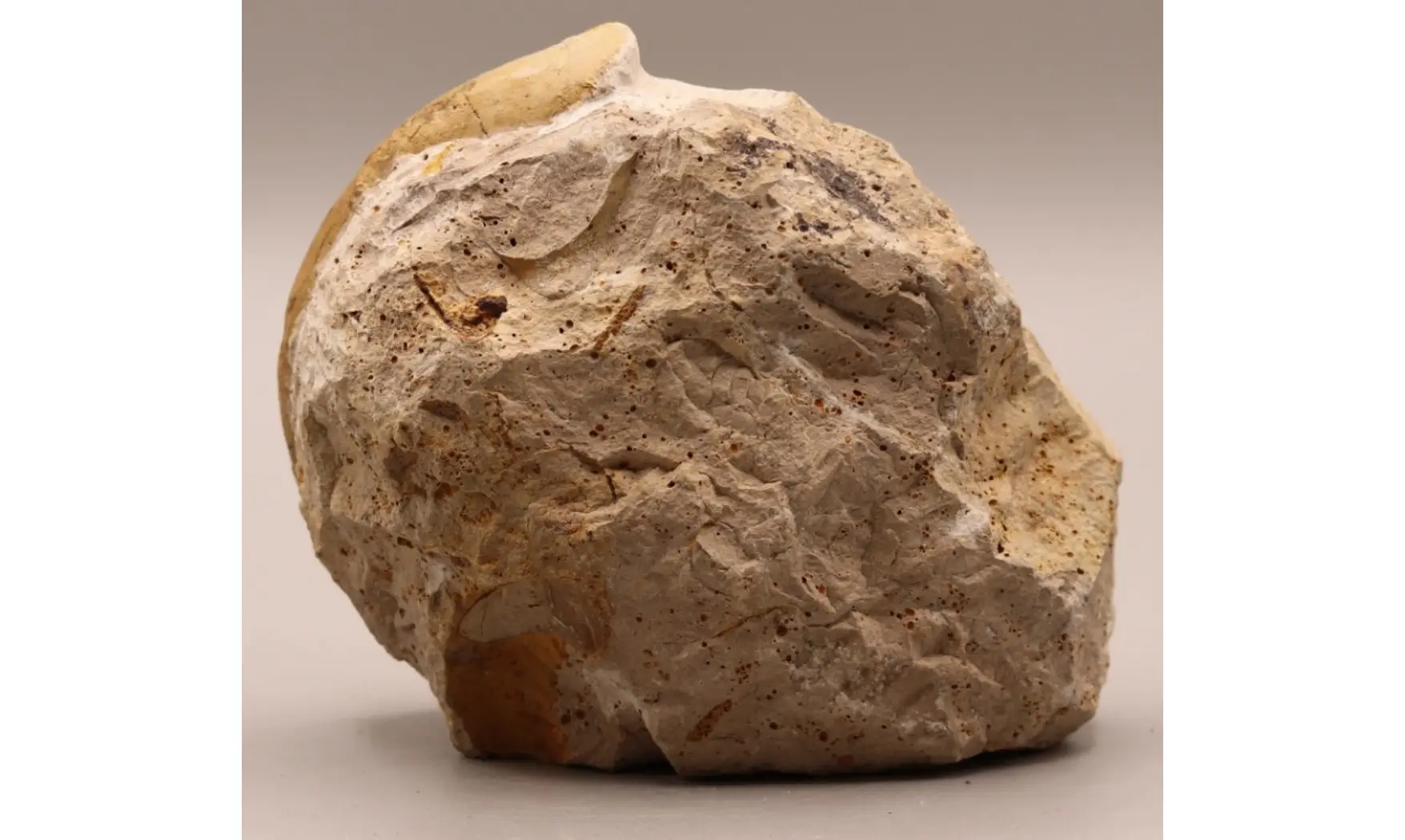 Sublunuloceras virguloides