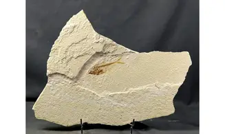 Diplomystus dentatus