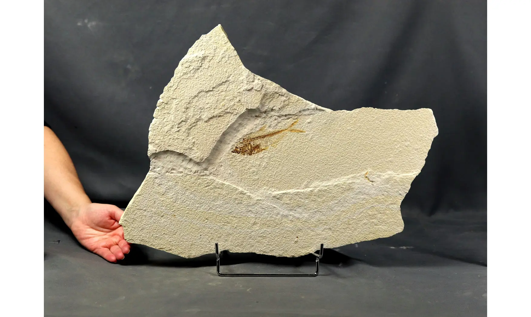 Diplomystus dentatus
