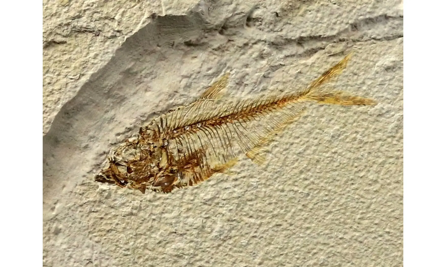 Diplomystus dentatus