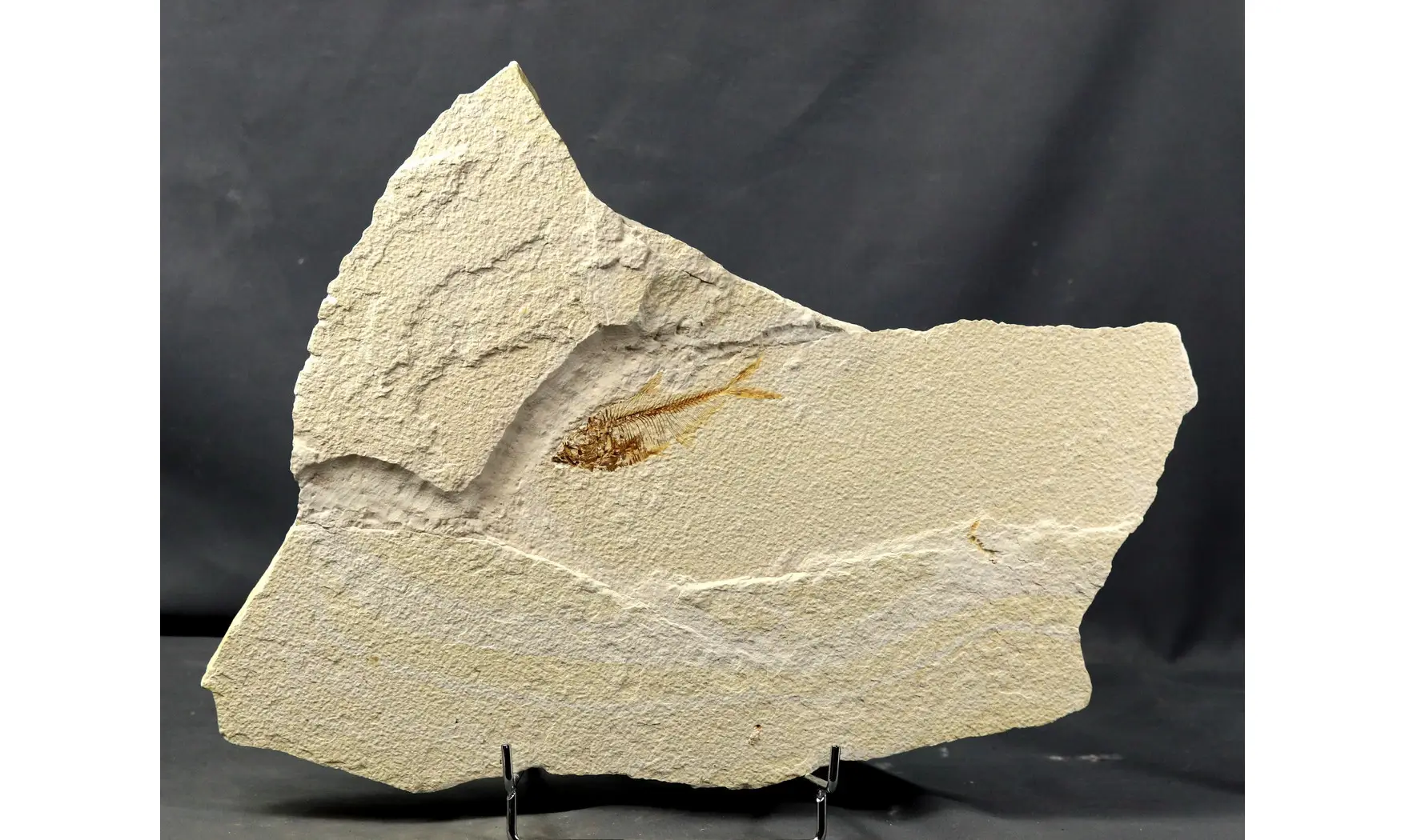 Diplomystus dentatus
