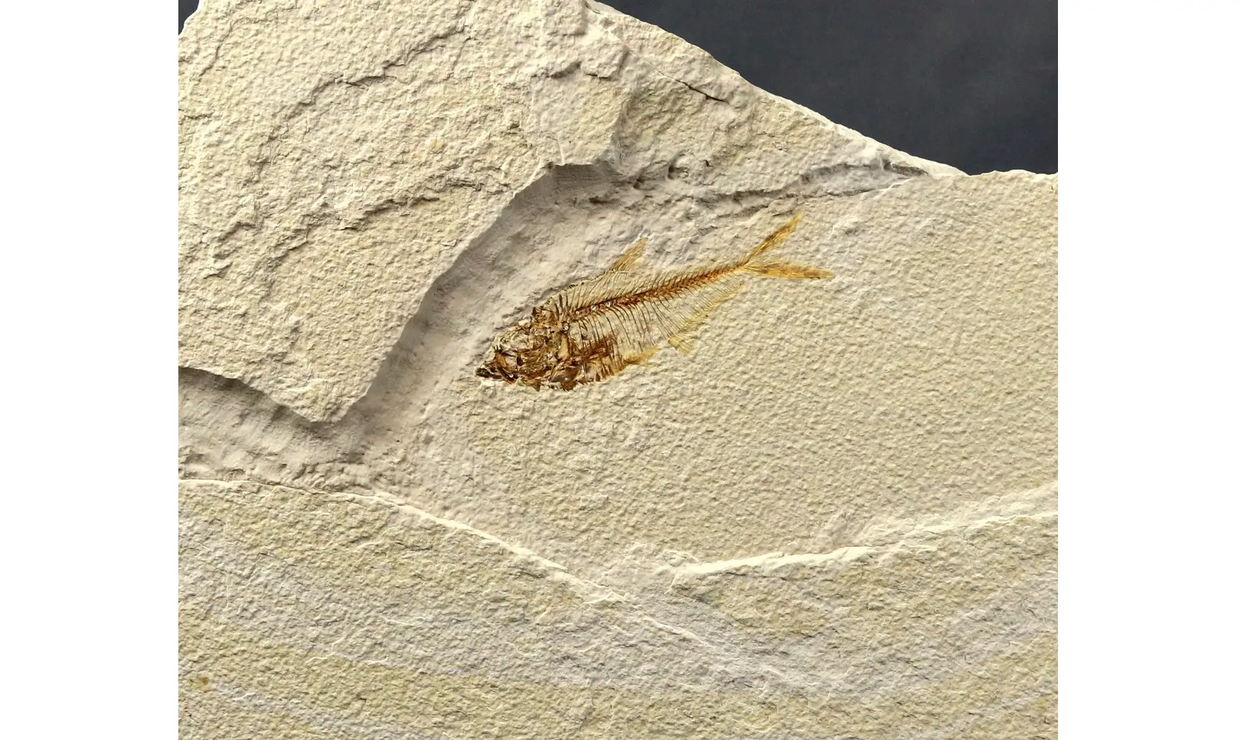 Diplomystus dentatus