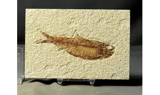 Knightia Eocaena