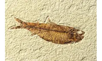 Knightia Eocaena