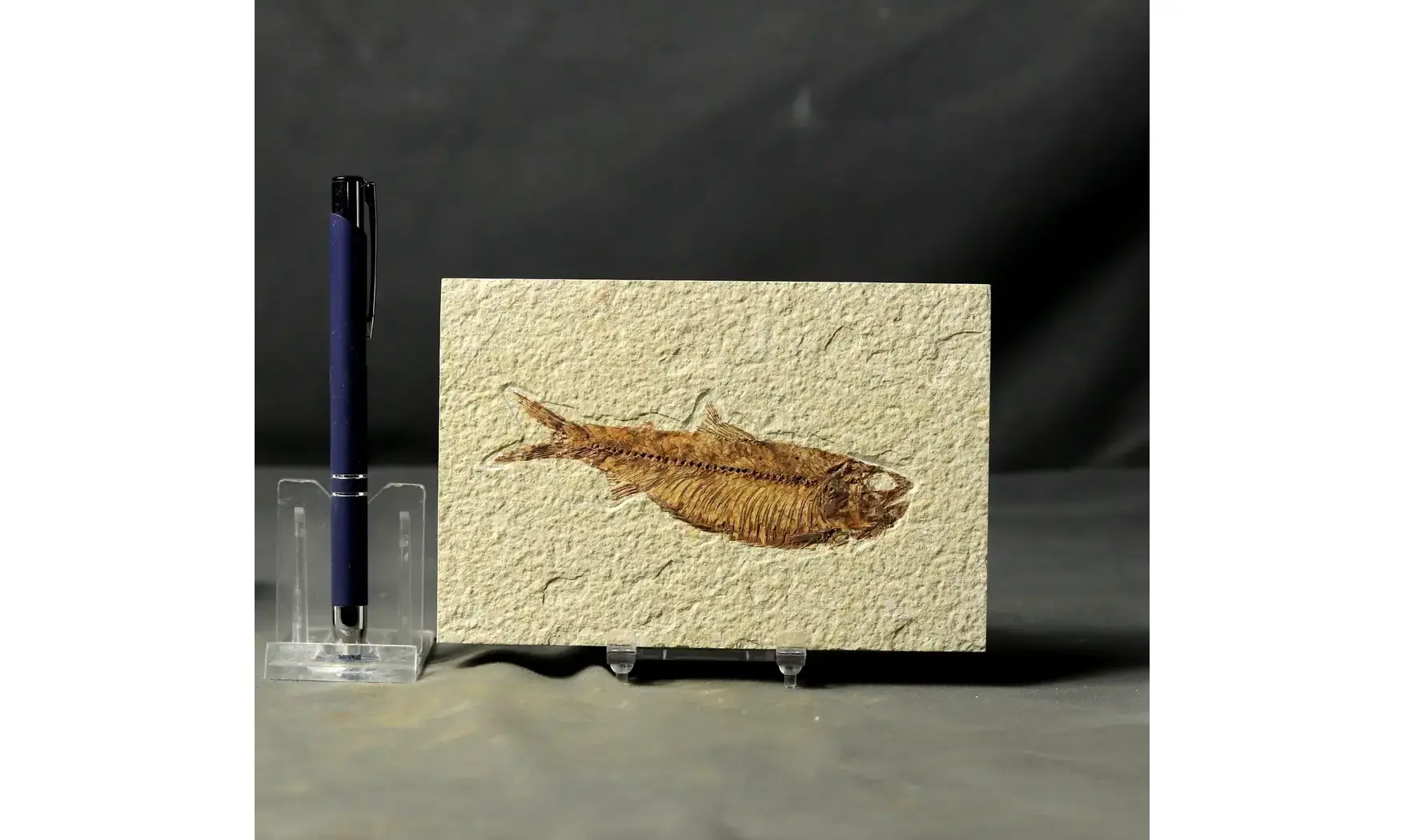 Knightia Eocaena