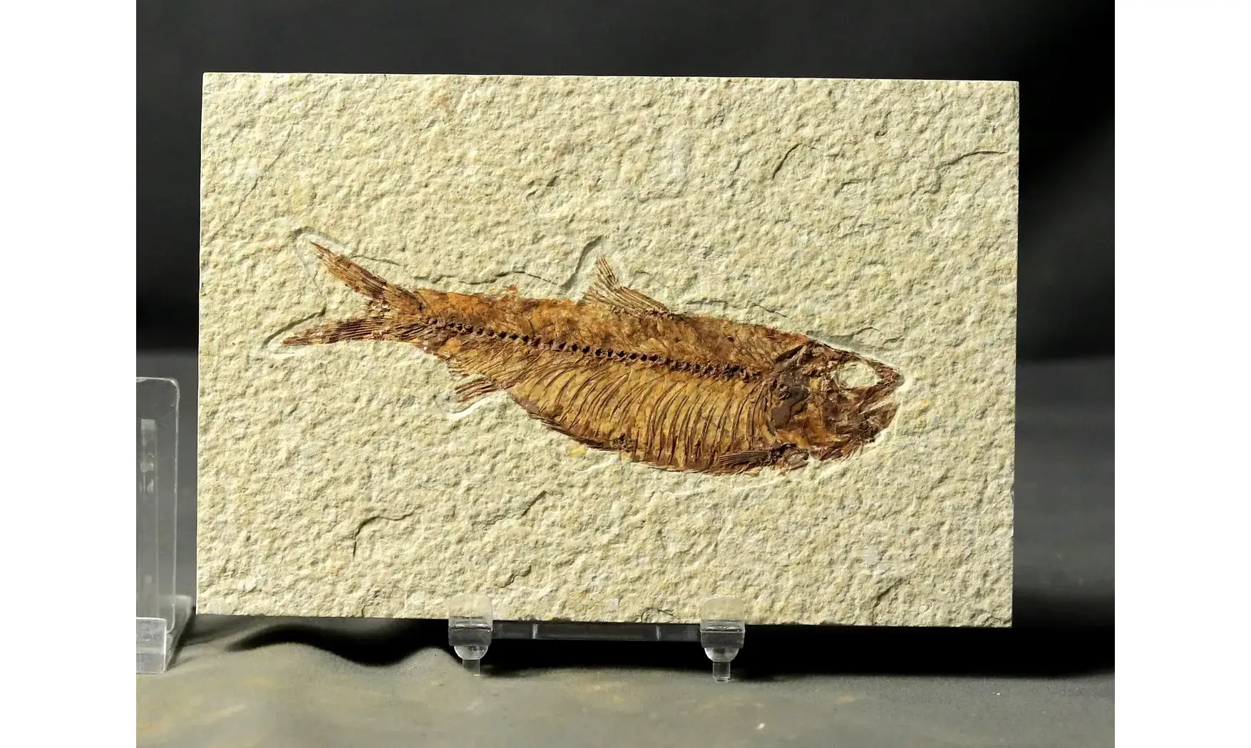 Knightia Eocaena