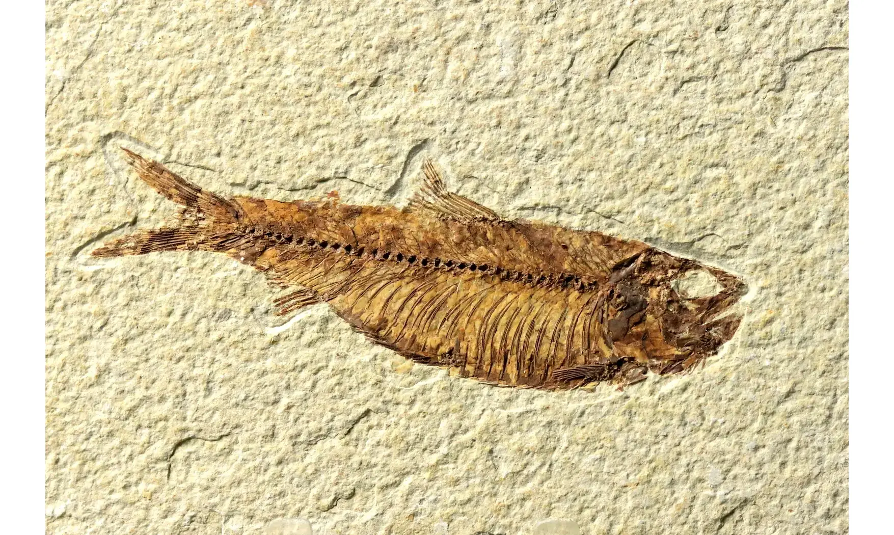 Knightia Eocaena