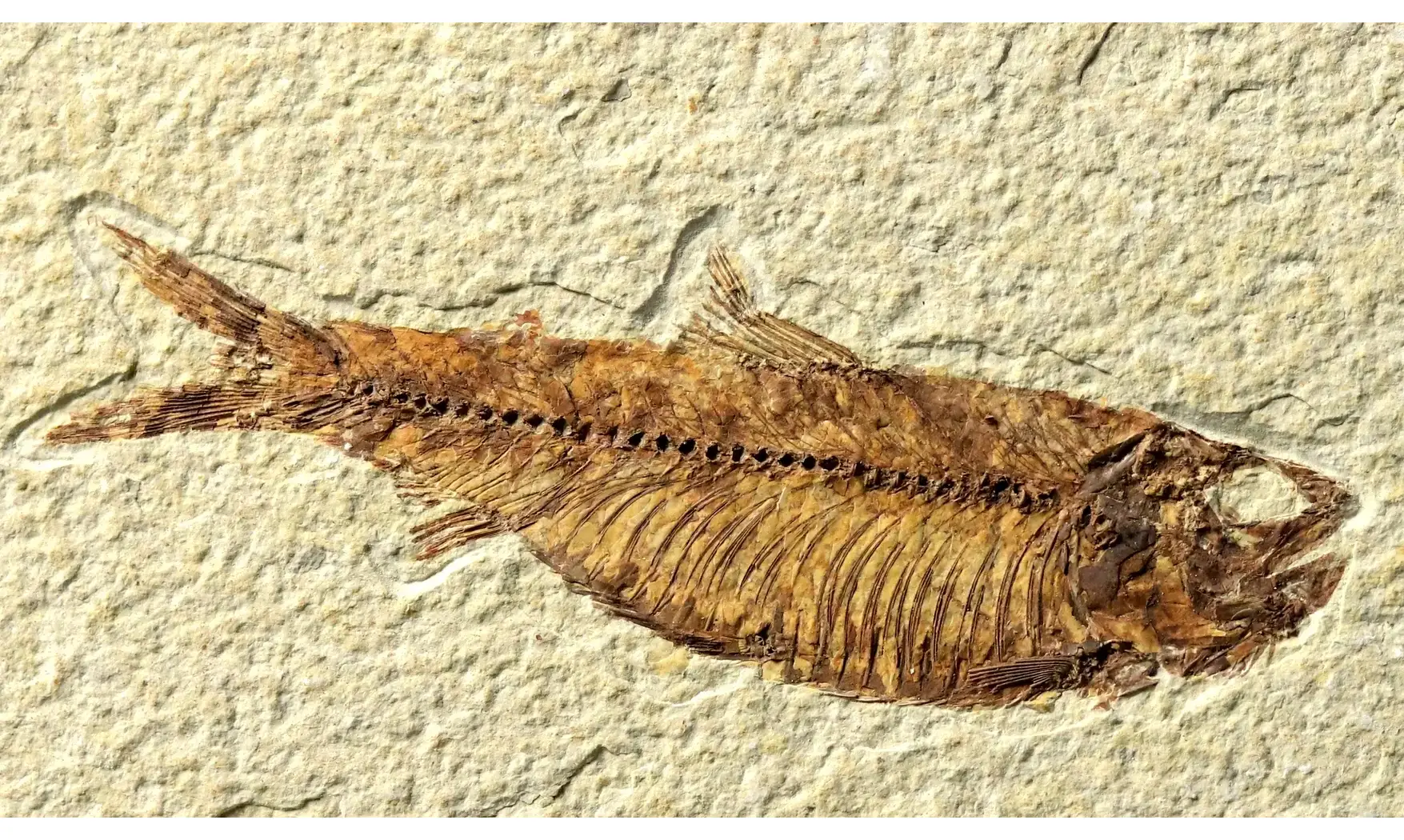 Knightia Eocaena