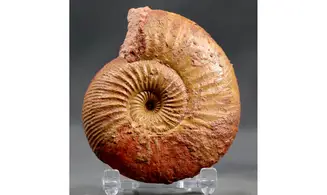 Erycites fallifax