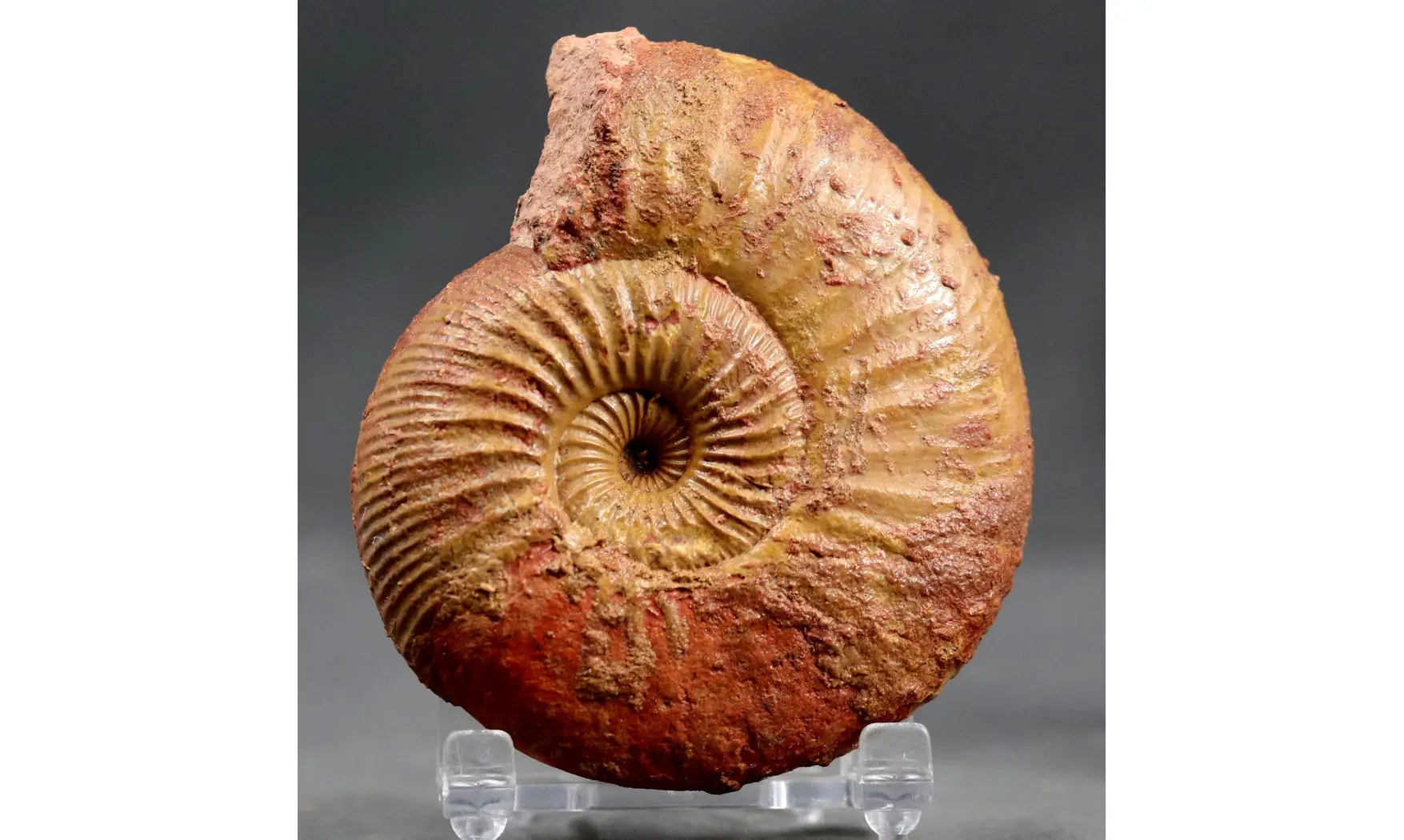 Erycites fallifax