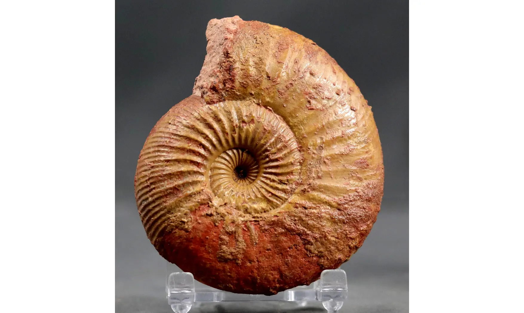 Erycites fallifax