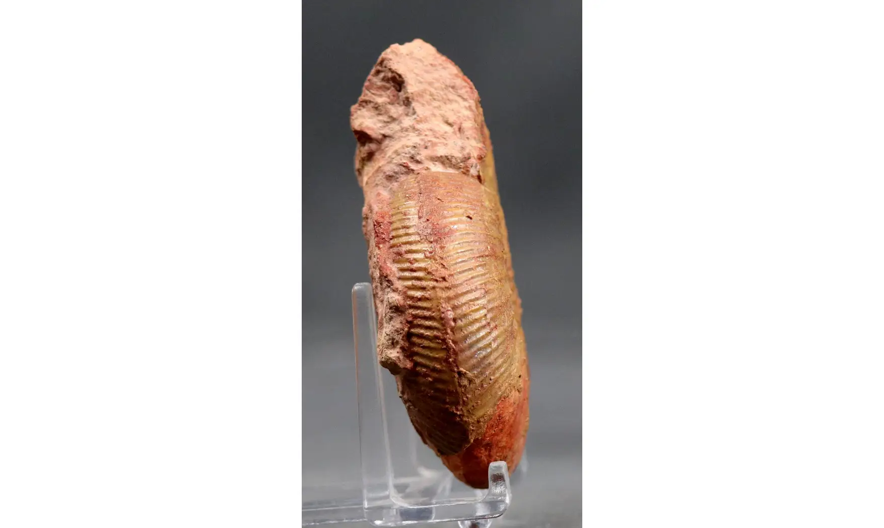 Erycites fallifax