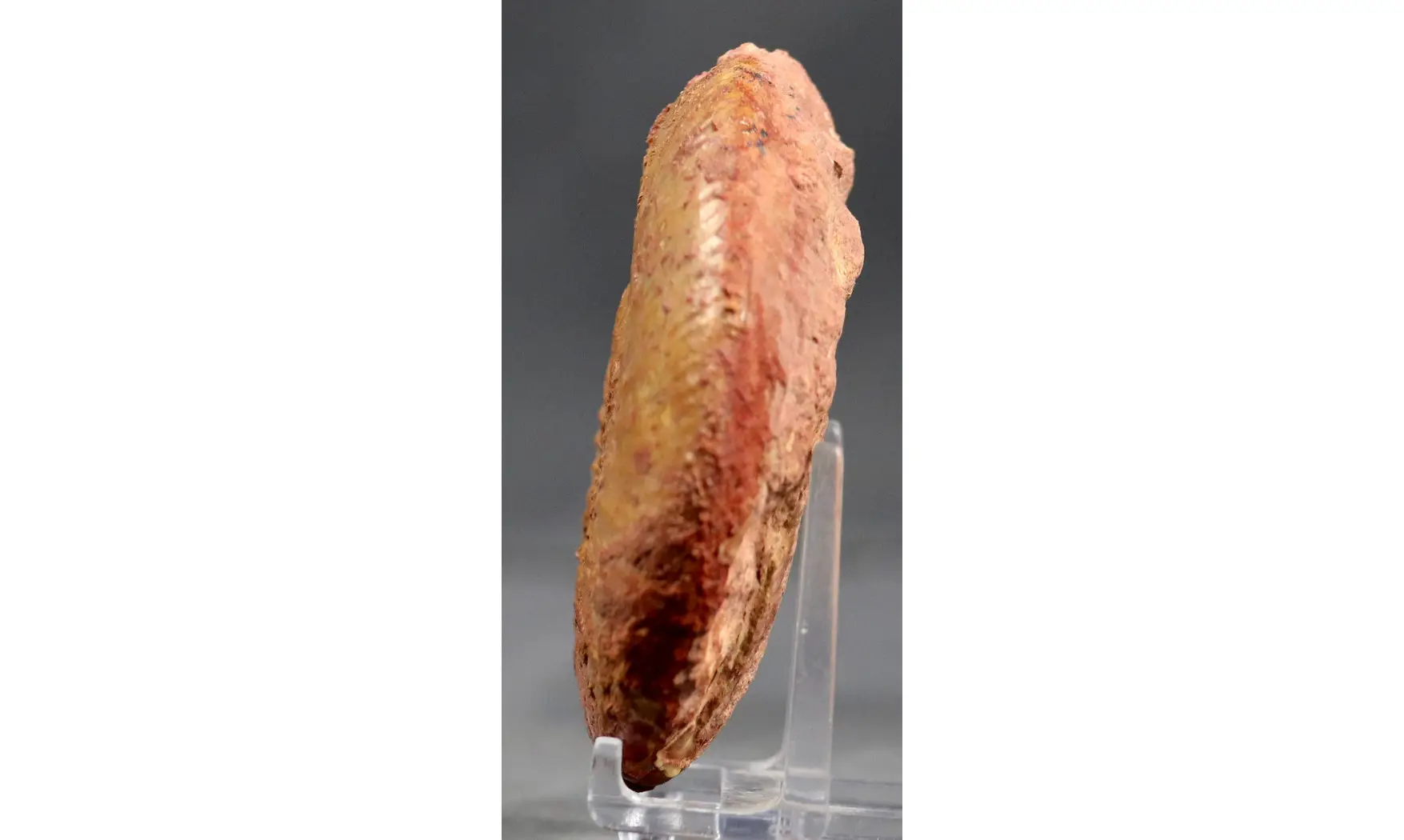 Erycites fallifax