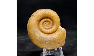 Megalytoceras rubescens