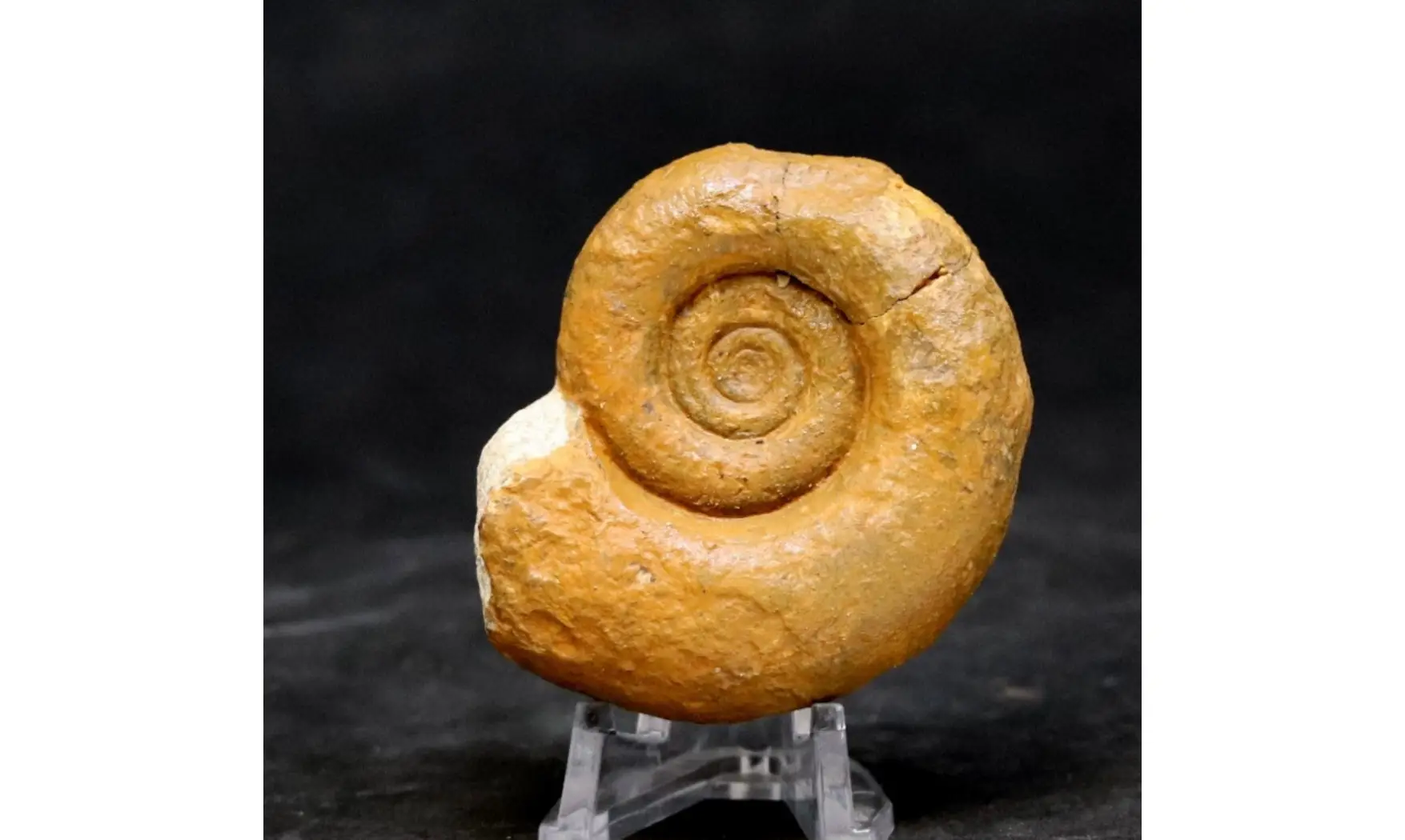 Megalytoceras rubescens