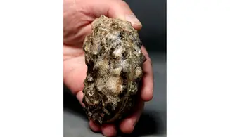 Mammites nodosoides