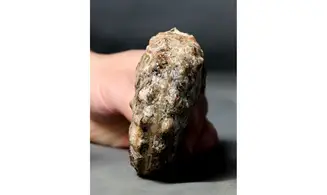 Mammites nodosoides